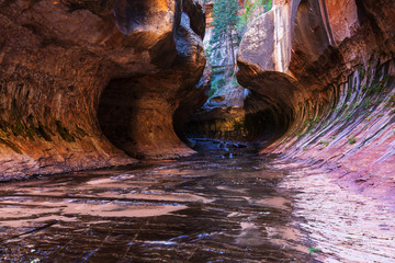 Canyon in Zion