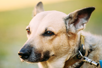Mixed Breed Medium Size Brown Dog Close