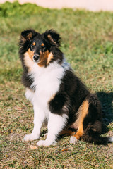 The Shetland Sheepdog, Sheltie, Collie Puppy Outdoor