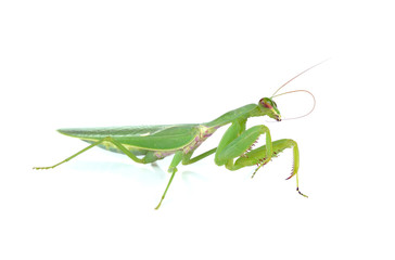 Female European Mantis or Praying Mantis, Mantis religiosa, in f