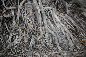 Tree Roots
