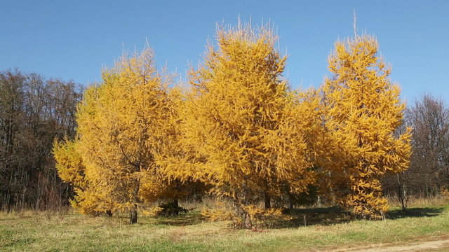 Autumn landscape with bright yellow larch trees in the foreground