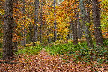 Sentiero nel bosco colorato in autunno
