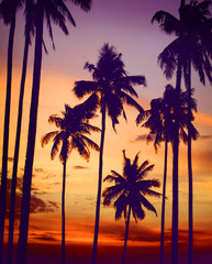 Silhouette Coconut Palm Tree Outdoors Tranquil Concept