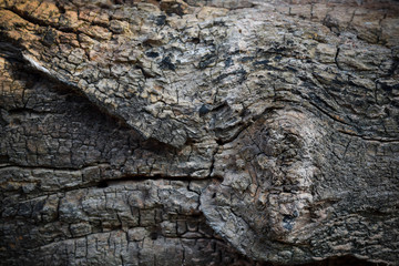 wood texture background