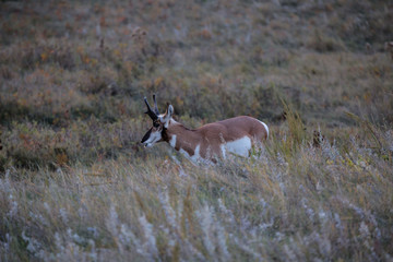 custer state park antelope