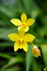 ground orchid flowers in the tropical rain forest