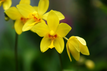 Obraz na płótnie Canvas ground orchid flowers in the tropical rain forest