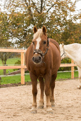 Obraz premium koń, konie