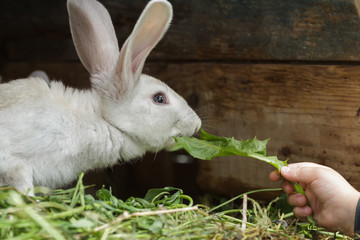 Farm domestic rabbit sniffing a fresh dandelion leaf from child arm