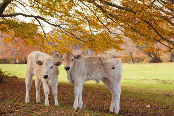 Obraz premium Coppia di vitelli sotto un faggio