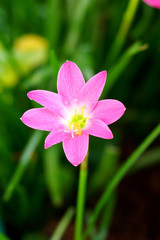 Fototapeta premium Beautiful rain lily flower. Zephyranthes Lily ,Fairy Lily, Littl
