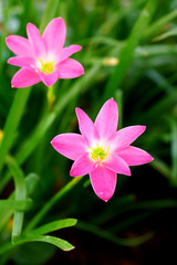 Beautiful rain lily flower. Zephyranthes Lily ,Fairy Lily, Littl