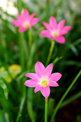 Beautiful rain lily flower. Zephyranthes Lily ,Fairy Lily, Littl