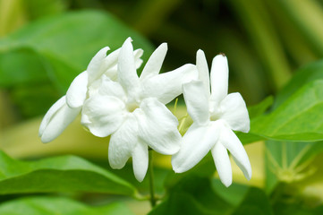 White Jasmine Flower