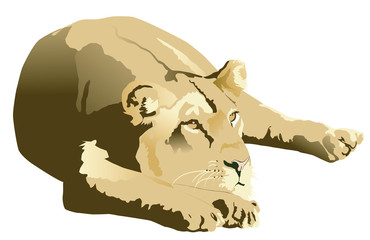 illustration of a lioness laying down with head on paws against a white background