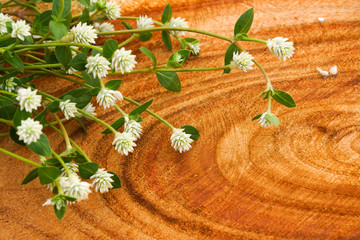 Mexican daisy (Tridax procumbens L.) on wood surface.