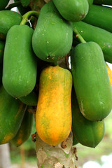 papaya on plant