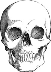 Vintage drawing Human skull