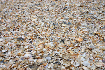 Shell on the beach