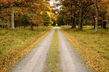 Fototapeta na wymiar Straight autumn road