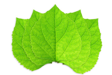 Green leaves on white background.