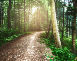 Mountain forest road in summer with sun shining through trees. Scenic natural background.