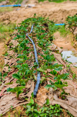Water pipe supply garden farm strawberries berries in field Wang Nam Kheaw