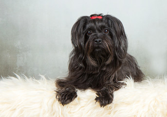 black havanese dog