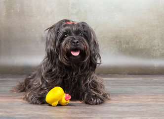 black havanese dog