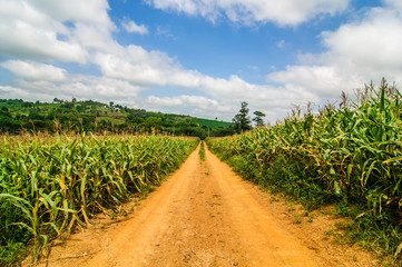Fototapeta na wymiar street in corn field at countryside