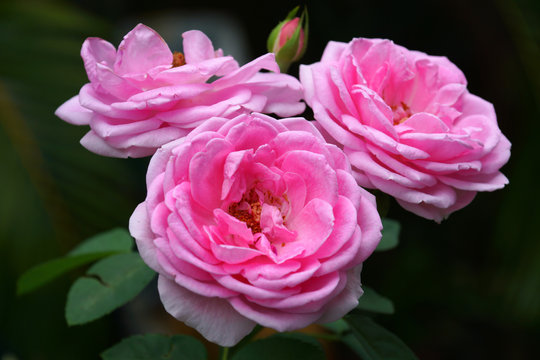 Pink roses for extraction of essential oils. (Rosa damascena)