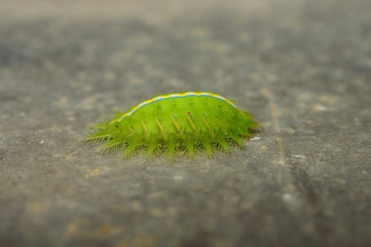 Green worm with leaves