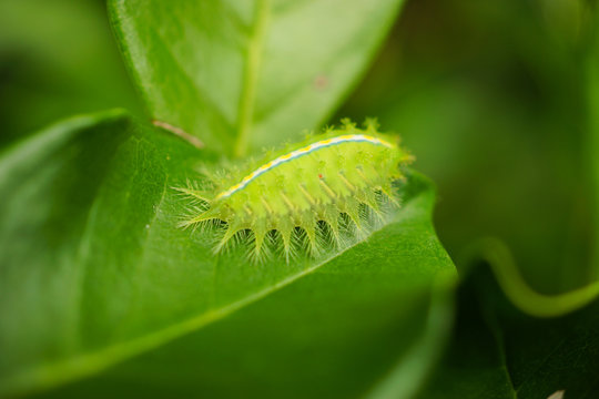 Green worm with leaves