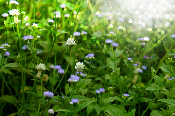 Flower grass impact sunlight.