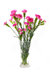 Obraz premium fresh mini carnations flower on white background.