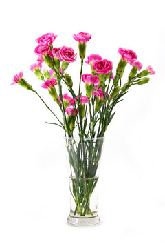 fresh mini carnations flower on white background.