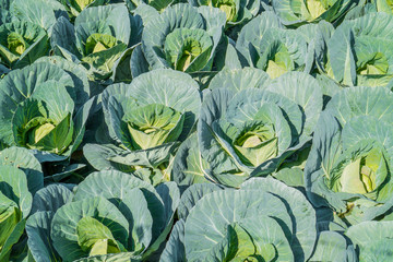 Obraz premium 野菜畑