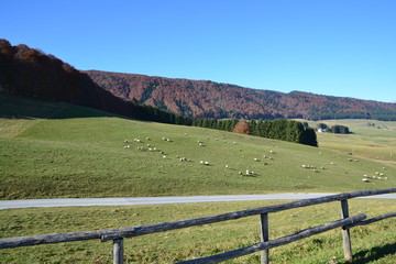Pian del Cansiglio - pecore al pascolo
