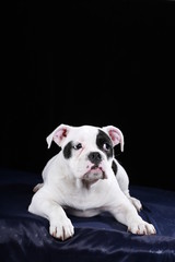 junge englische Bulldogge in schwarz weiß auf schwarzem Untergrund