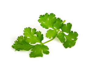 cilantro isolated on white