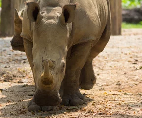 Crédence de cuisine en verre imprimé Rhinocéros White Rhino