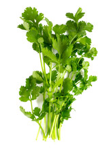 cilantro isolated on white