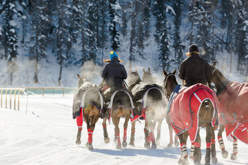 Gruppo di cavalli su neve