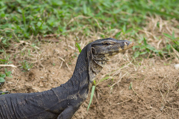 Monitor Lizard