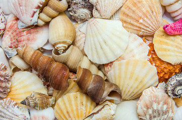 Plate full of seashells isolated on a white background
