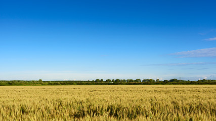 wheat field