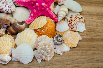 Plate full of seashells isolated on a white background