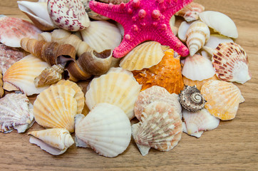 Plate full of seashells isolated on a white background