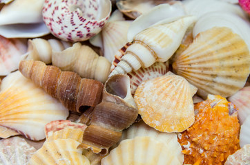 Plate full of seashells isolated on a white background